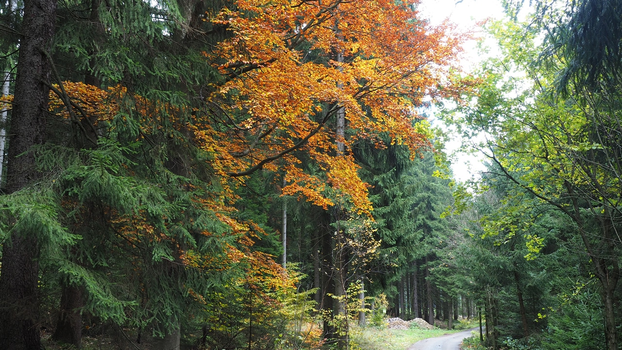 Herbst Wandern im Waldviertel